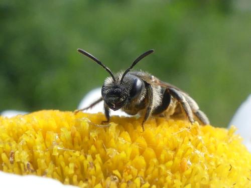 Halictus maculatus