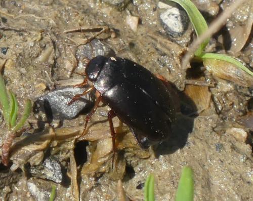 Agabinae