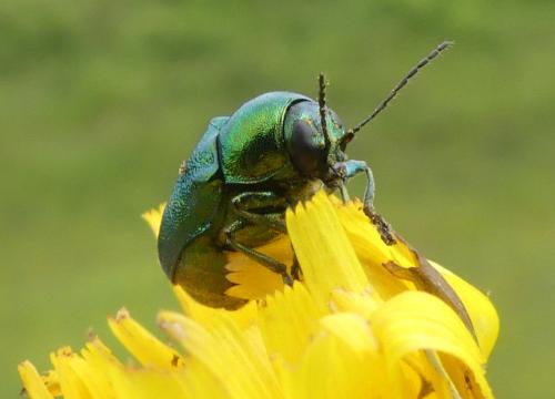Cryptocephalus sp.