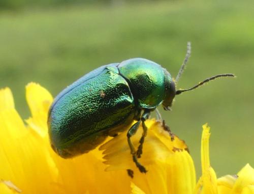 Cryptocephalus sp.