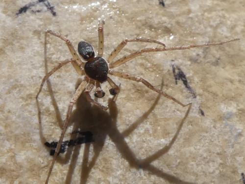 Philodromus dispar