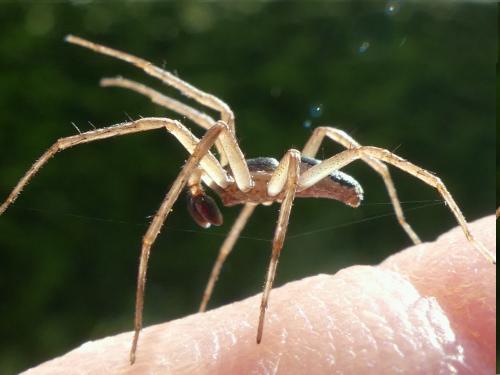 Philodromus dispar