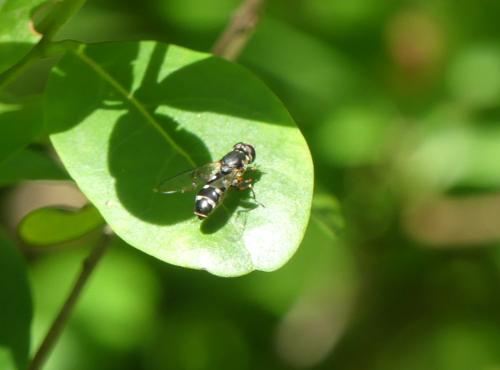 Réf. 343 538 : Syritta pipiens