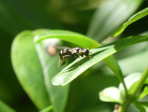 Réf. 343 540 : Syritta pipiens