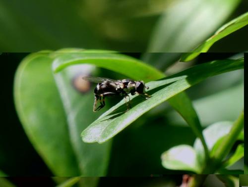 Réf. 343 539 : Syritta pipiens