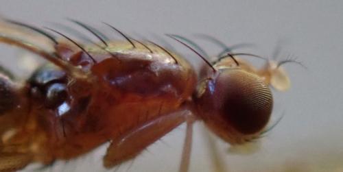 Geomyza venusta