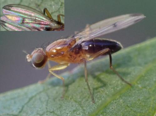 Geomyza venusta