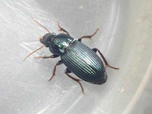 Réf. 343 291 : Harpalus distinguendus