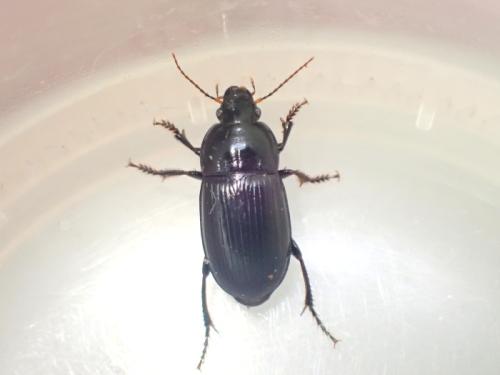 Réf. 343 292 : Harpalus serripes