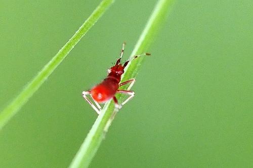 Réf. 343 209 : Deraeocoris ruber