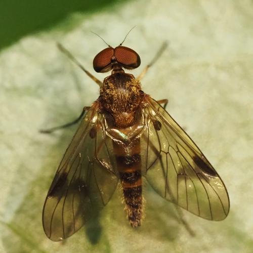 Chrysopilus nubecula