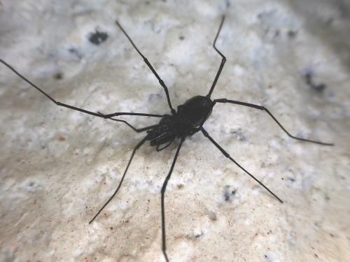 Ischyropsalis dentipalpis
