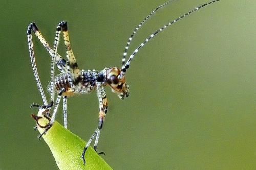 Réf. 343 417 : Phaneroptera sp.