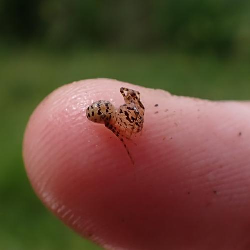 Scytodes thoracica