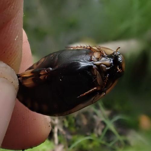 Réf. 343 524 : Acilius sulcatus