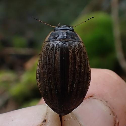 Réf. 343 523 : Acilius sulcatus