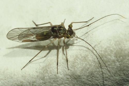 Mesopsocus sp.