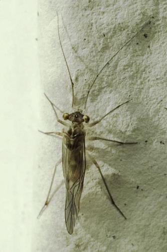 Mesopsocus sp.