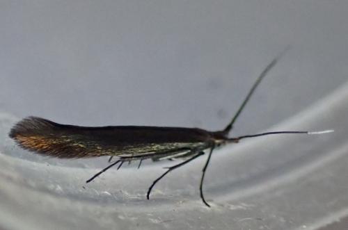 Réf. 343 706 : Coleophora alcyonipennella