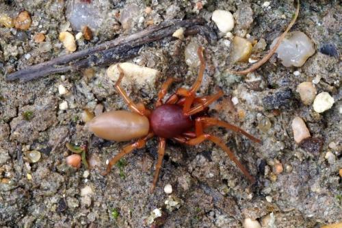 Réf. 343 804 : Dysdera crocata