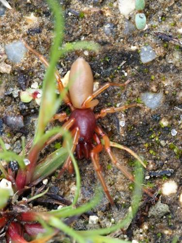 Dysdera crocata