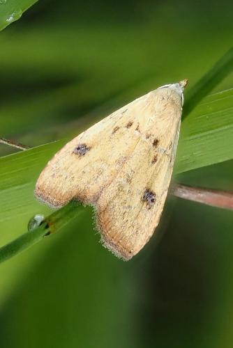 Réf. 343 901 : Rivula sericealis