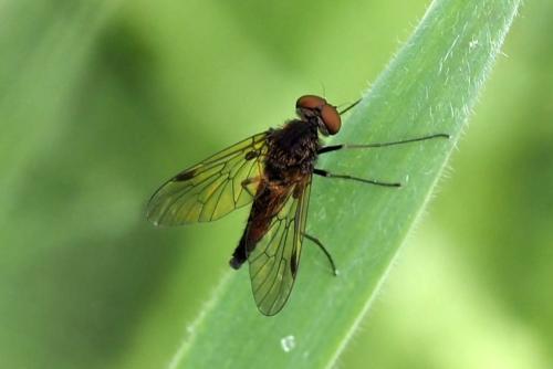 Chrysopilus cristatus