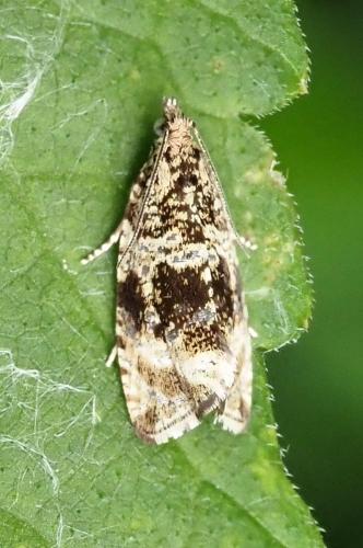 Celypha lacunana