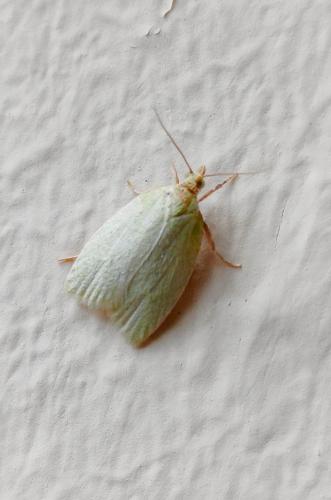 Réf. 343 719 : Tortrix viridana