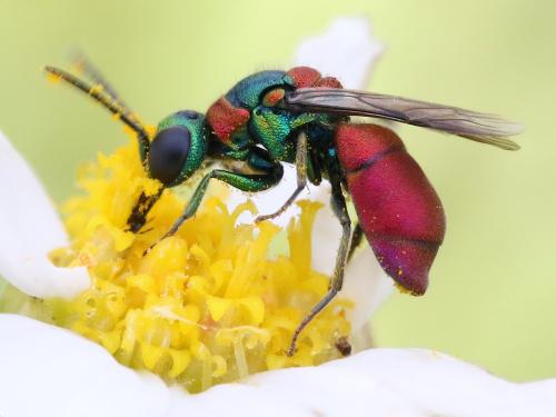 Réf. 343 142 : Pseudochrysis uniformis