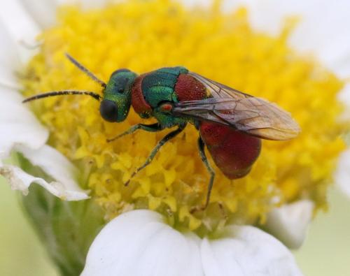 Réf. 343 143 : Pseudochrysis uniformis