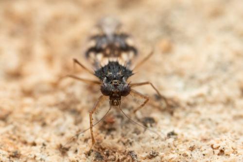 Réf. 343 658 : Patapius spinosus