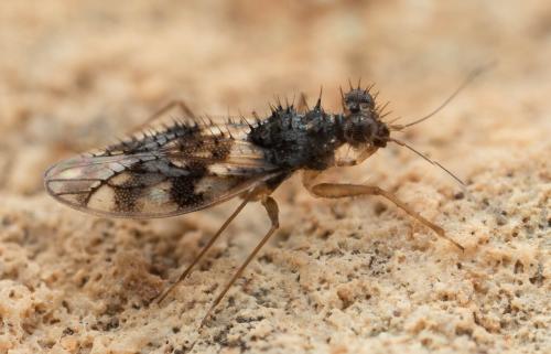 Réf. 343 657 : Patapius spinosus