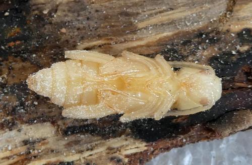 Xylotrechus arvicola
