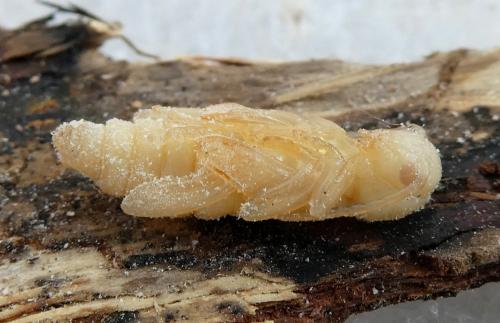 Xylotrechus arvicola