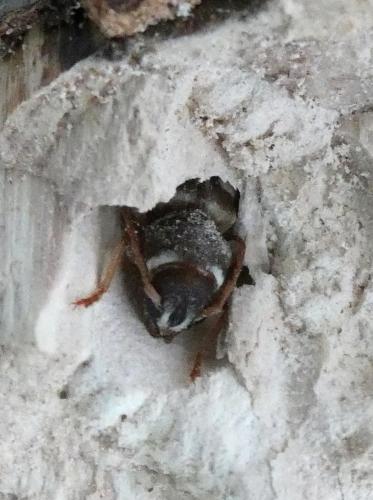 Xylotrechus arvicola