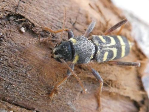 Xylotrechus arvicola