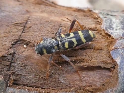Xylotrechus arvicola