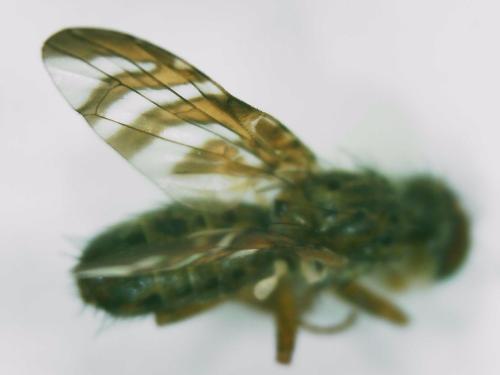 Chaetorellia jaceae