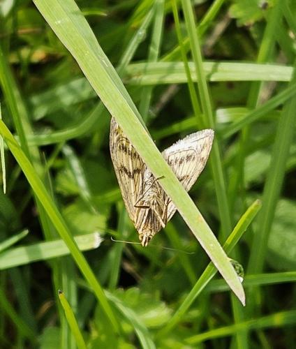 Réf. 343 740 : Sitochroa verticalis