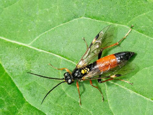 Réf. 343 992 : Tenthredopsis sp.