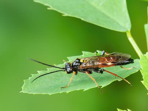 Réf. 343 993 : Tenthredopsis sp.