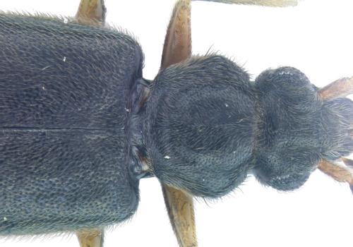Thinodromus sp.