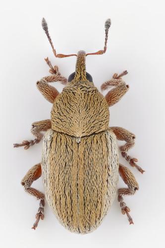 Réf. 343 595 : Tychius sp.