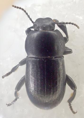 Réf. 343 870 : Phylan abbreviatus