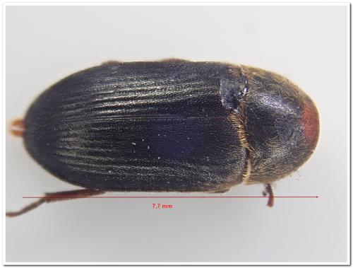 Dermestes bicolor