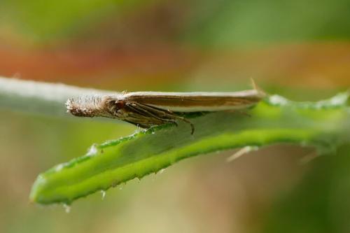 Réf. 343 785 : Pleurota aristella