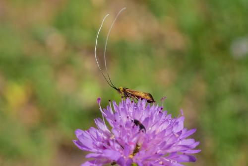 Nemophora metallica