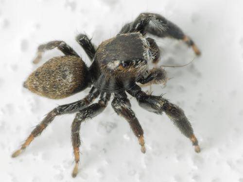Réf. 343 316 : Evarcha arcuata