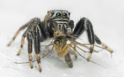 Evarcha arcuata